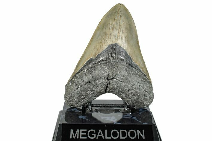 Serrated, Fossil Megalodon Tooth - North Carolina #272397
